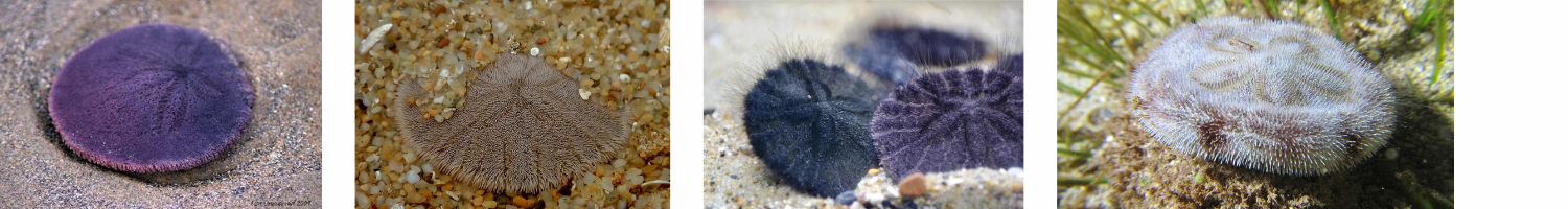 Image of Sand Dollars